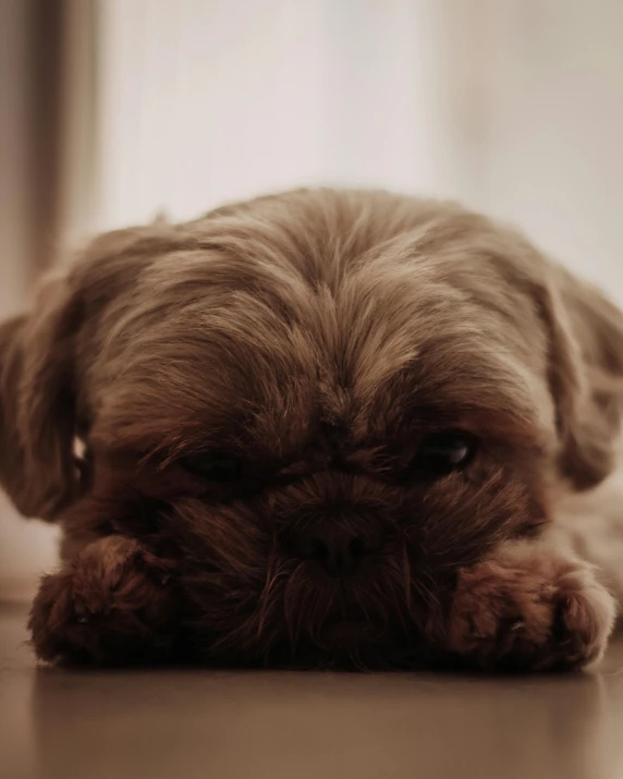 a small dog that is laying on the floor