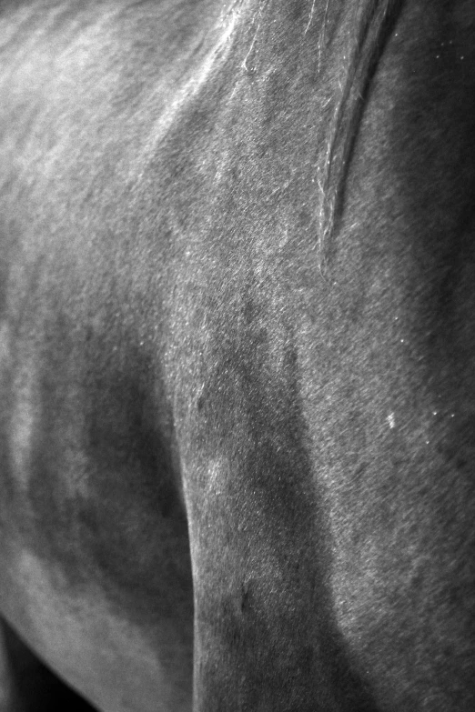 a close - up of a horse's rear end