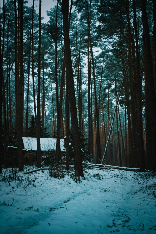 the path in the woods is covered with snow