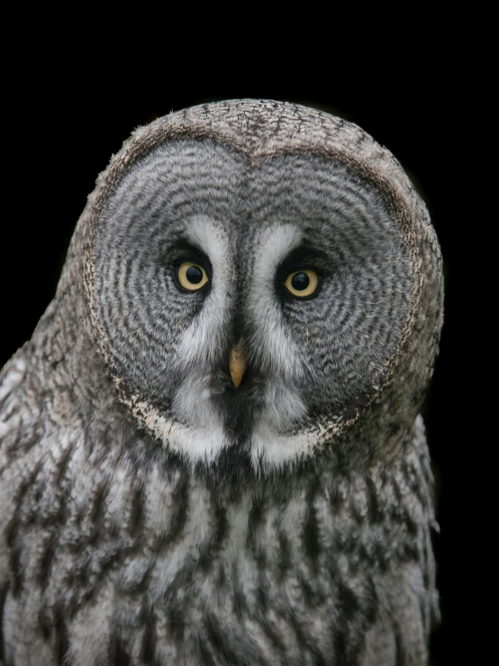 an owl with a black background and a green eye