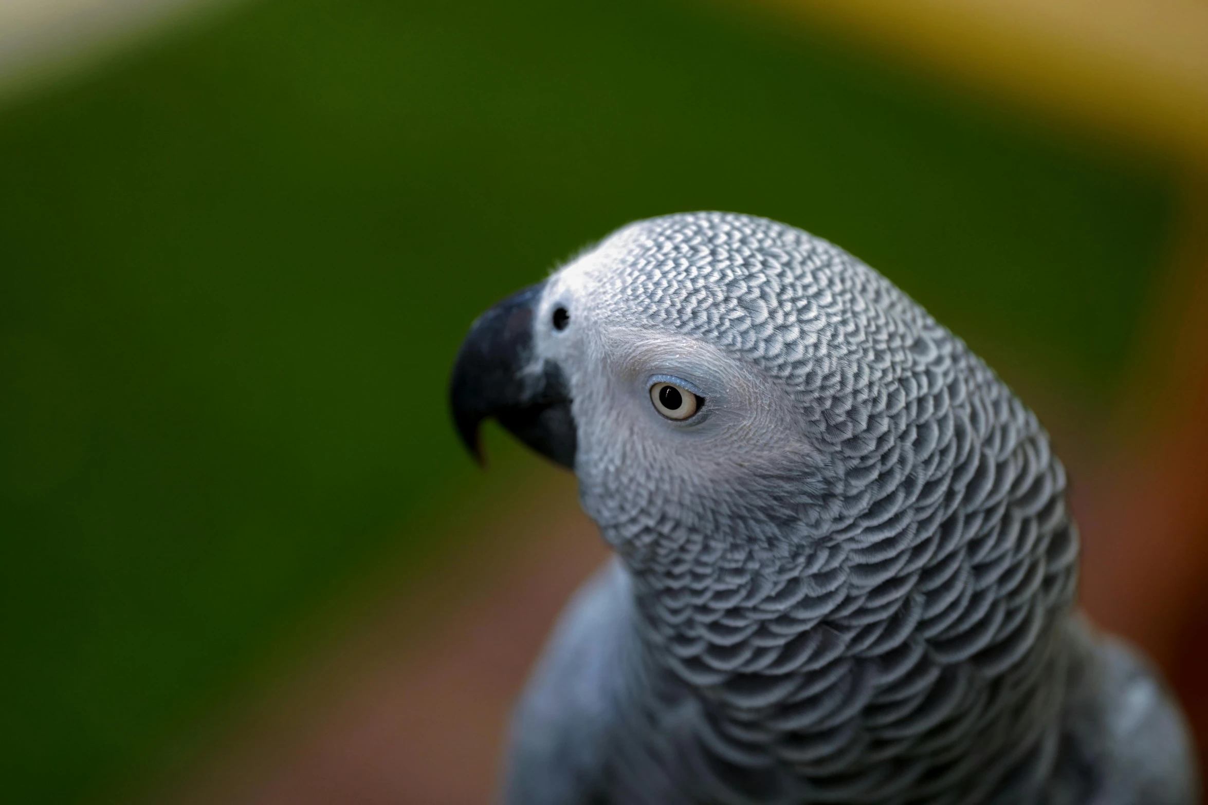 a close up of the face of a grey parrot