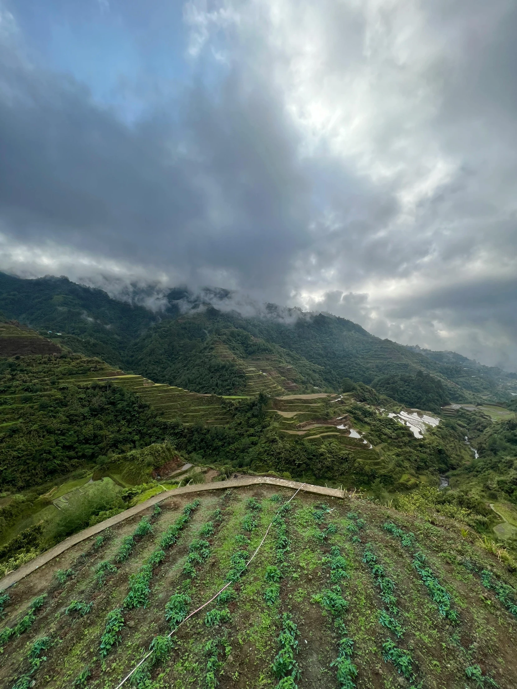 aerial view of a field with many plants under a cloudy sky