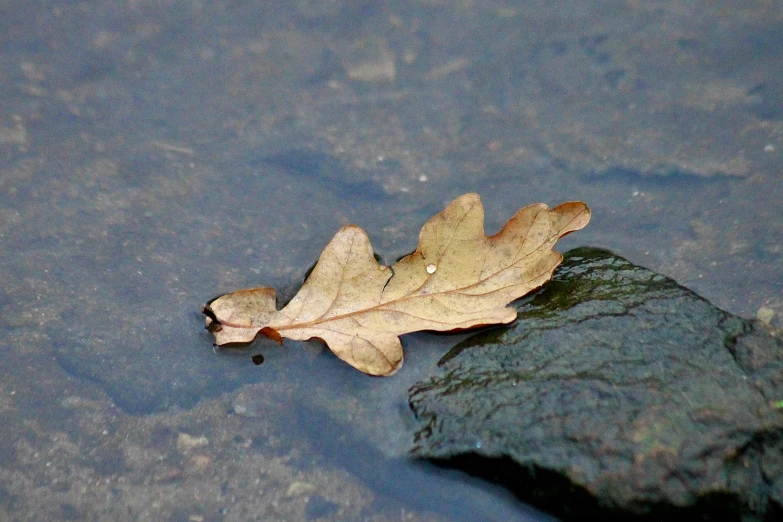 a fallen leaf on the ground next to a rock