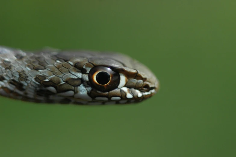 there is a close up view of a snake