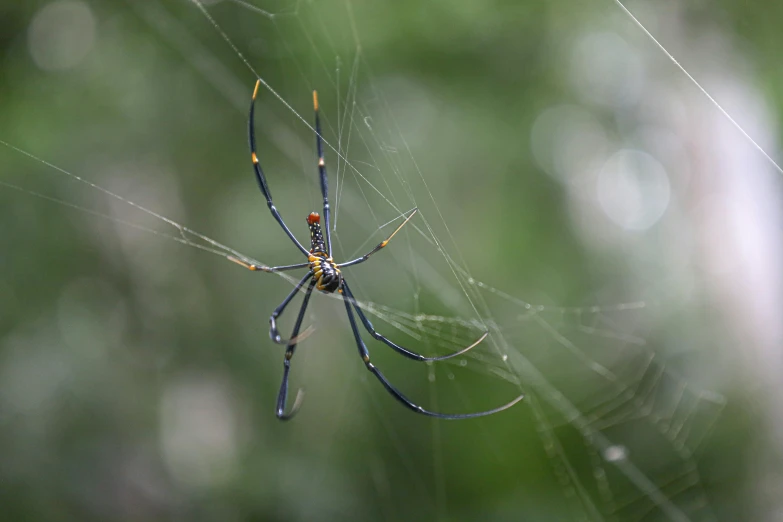 a large spider sitting on its back legs in a web