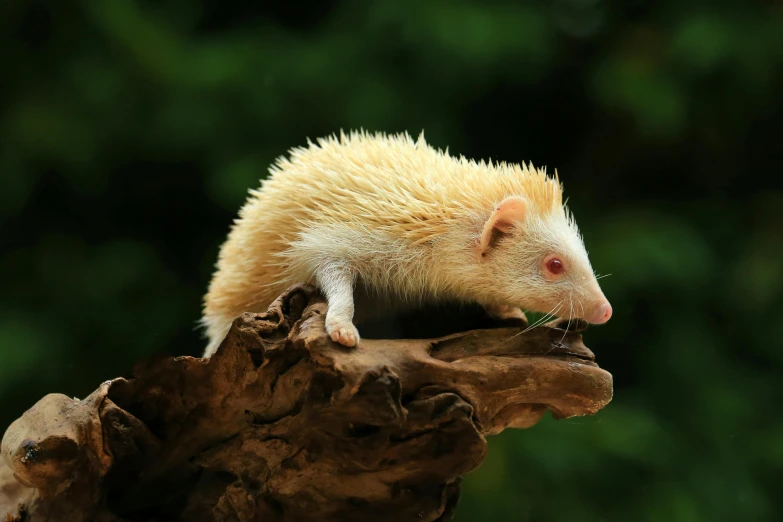 a baby animal is standing on top of a tree