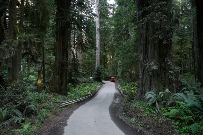 an empty paved road in a forest with lots of trees