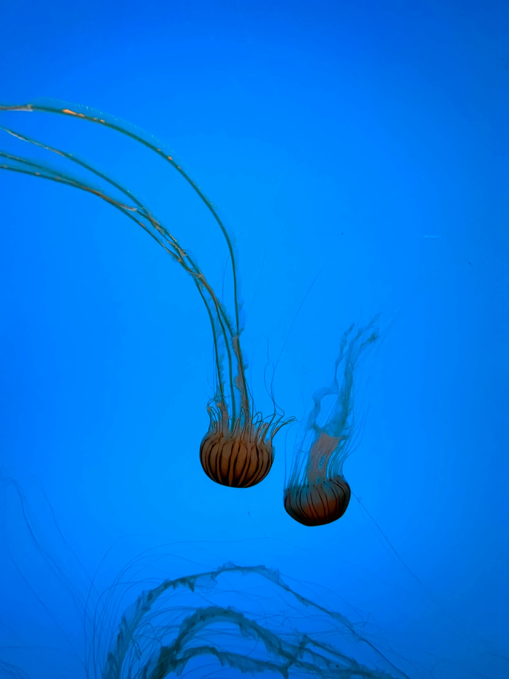 the jellyfish is very colorful and is under water