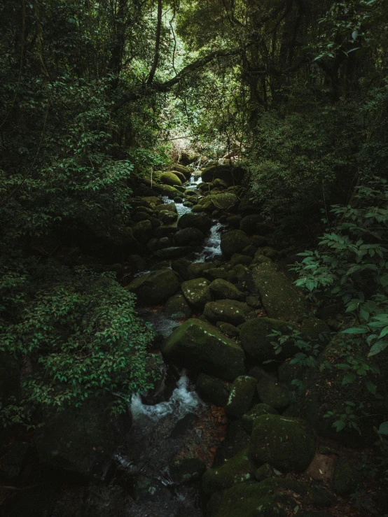 a creek runs through the woods with moss