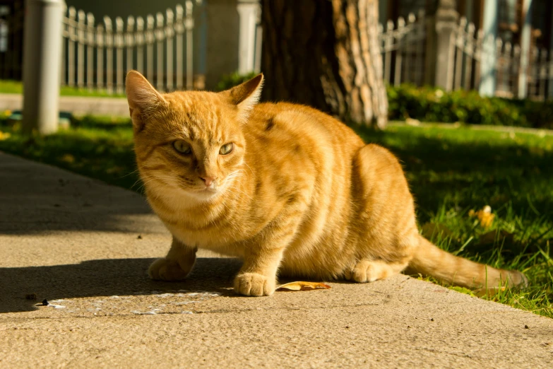 an orange cat walking across a concrete path