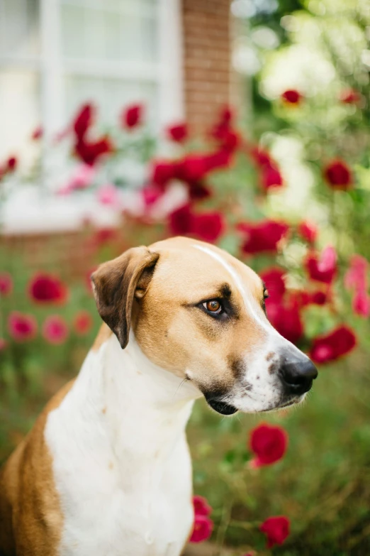 a large brown and white dog next to some flowers