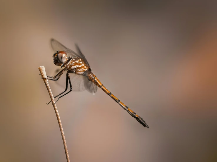 a brown and black dragonfly sitting on a plant stem