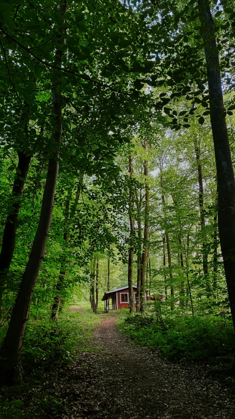 a dirt trail in the woods leading towards a horse standing on it