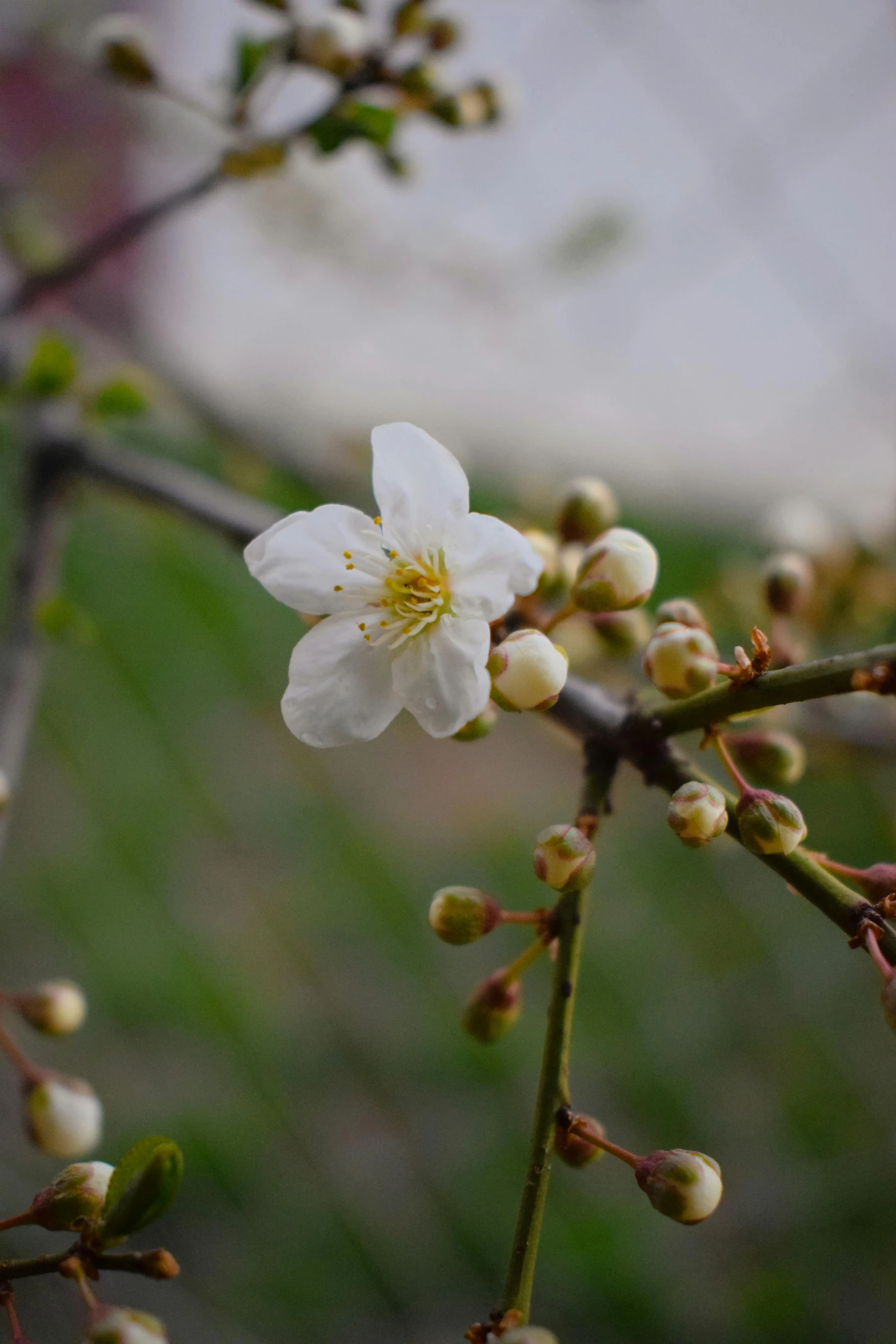 a white flower on the nch of a tree