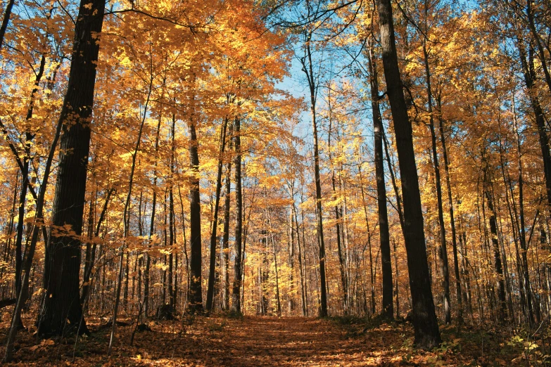 a dirt road surrounded by tall trees and yellow leaves