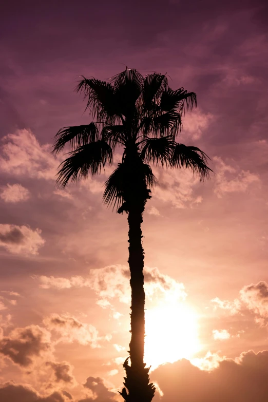 the silhouette of a palm tree against a purple sky