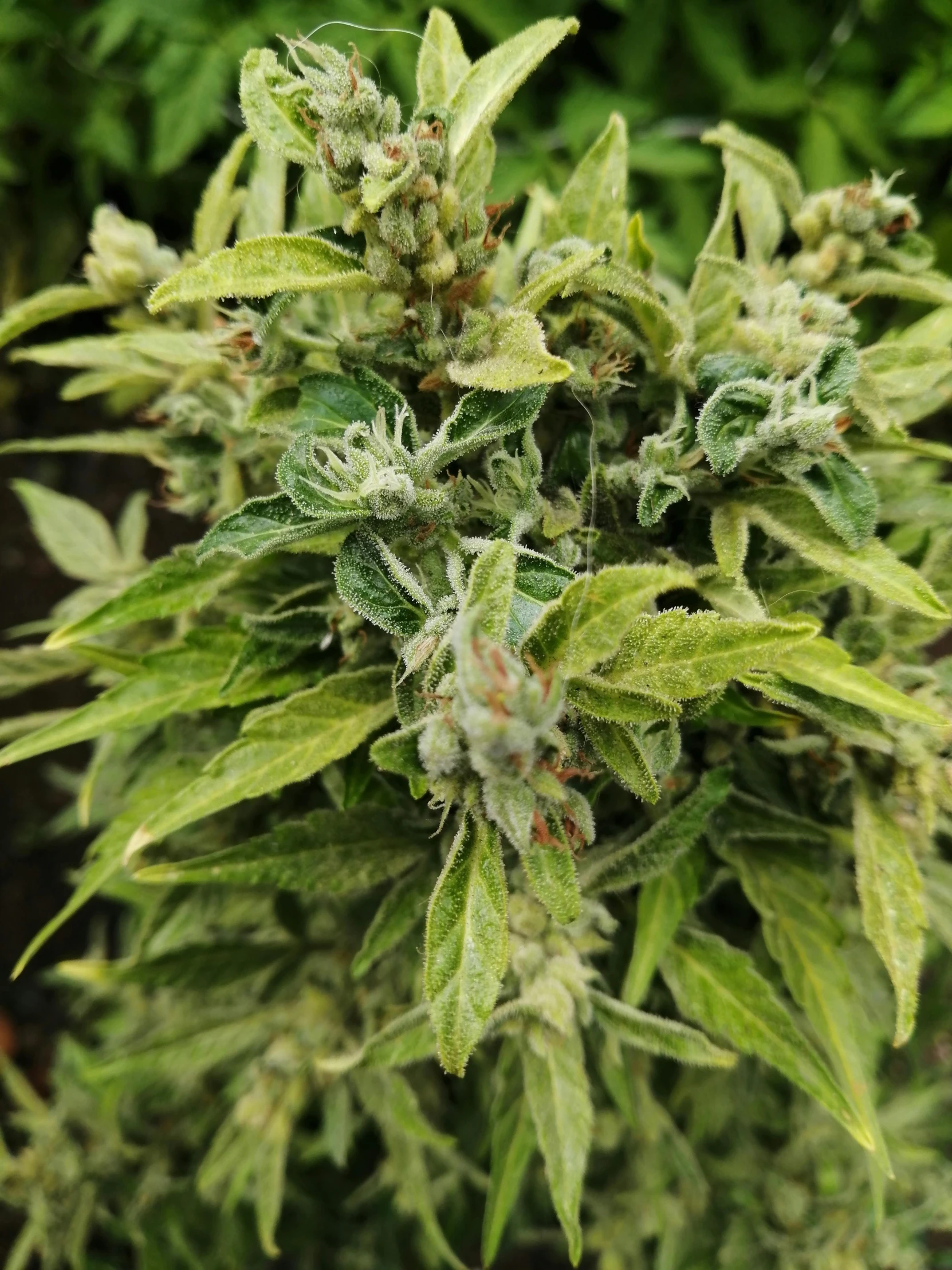 a closeup of green leaves on a plant