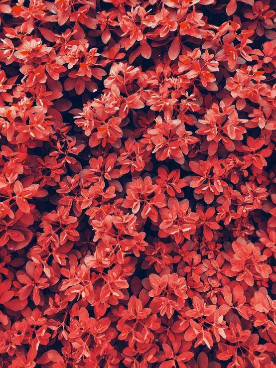 a bunch of red flowers are growing together