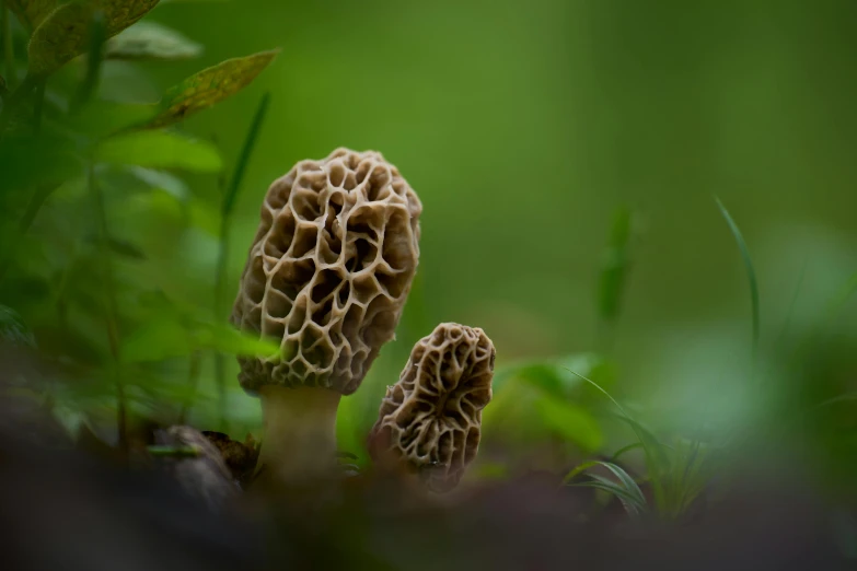 two brown mushrooms with tiny holes in grass