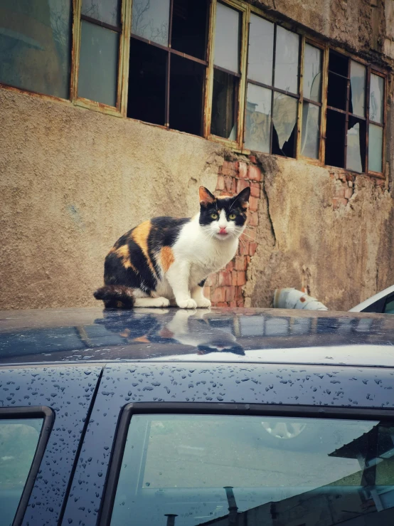 cat sitting on top of the hood of a car