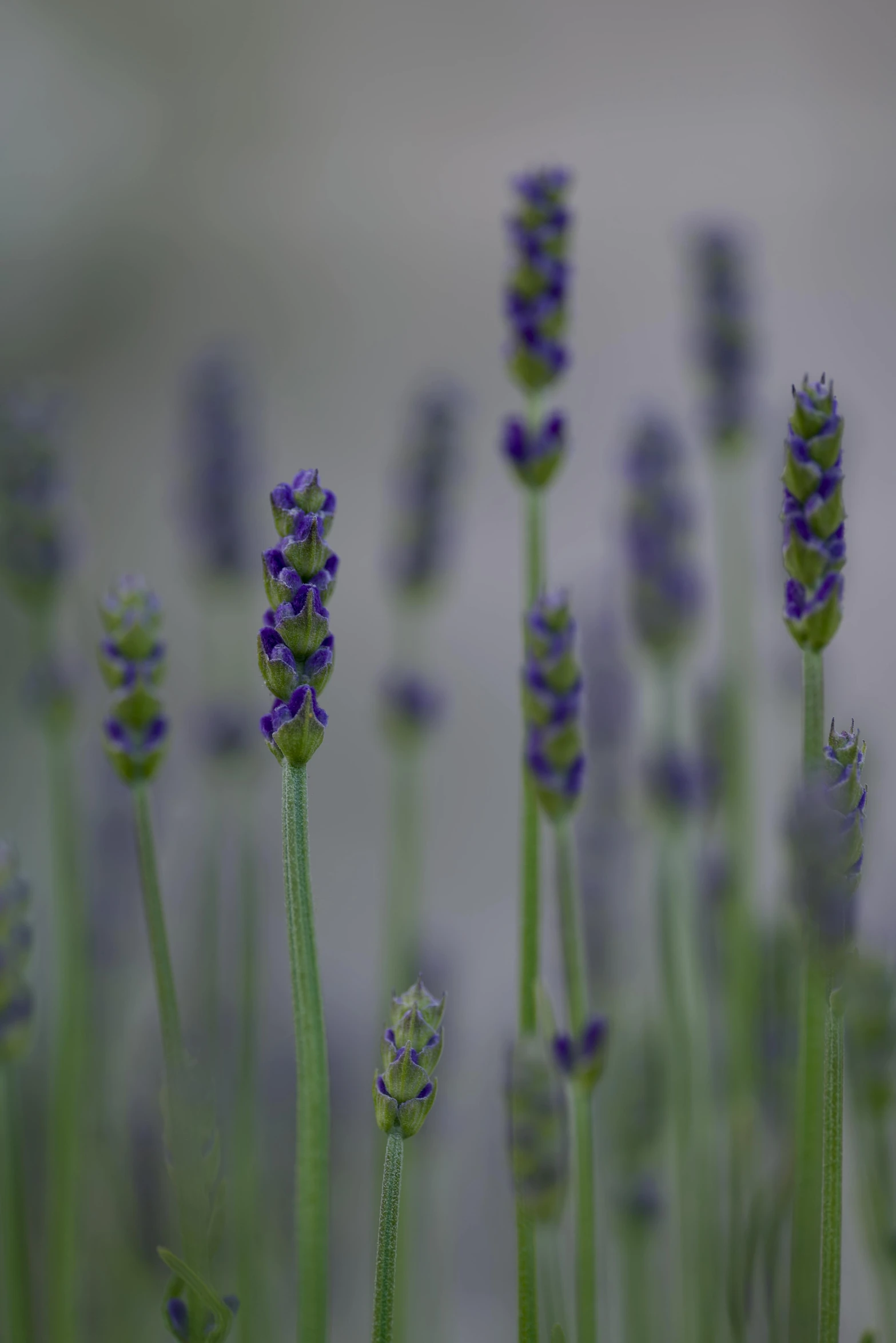 closeup view of a flower with blue and green petals