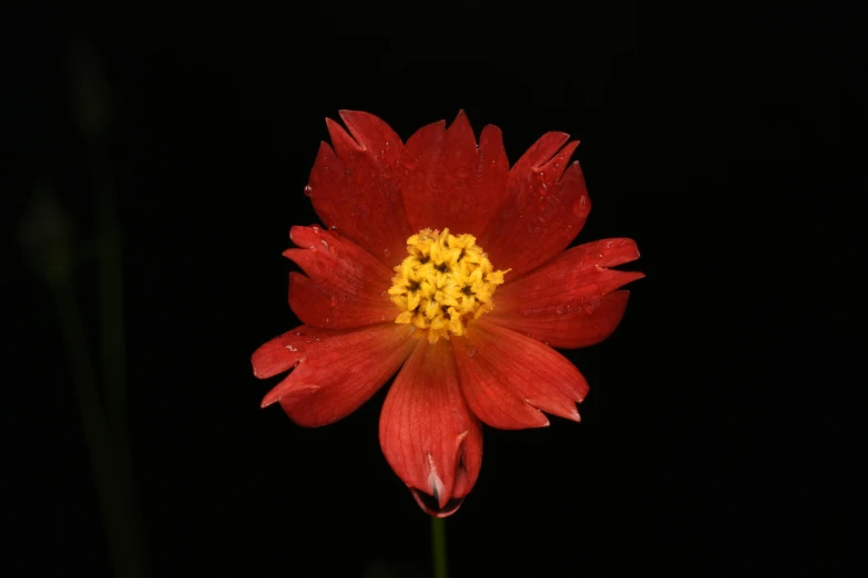 the flower on the stem has many petals