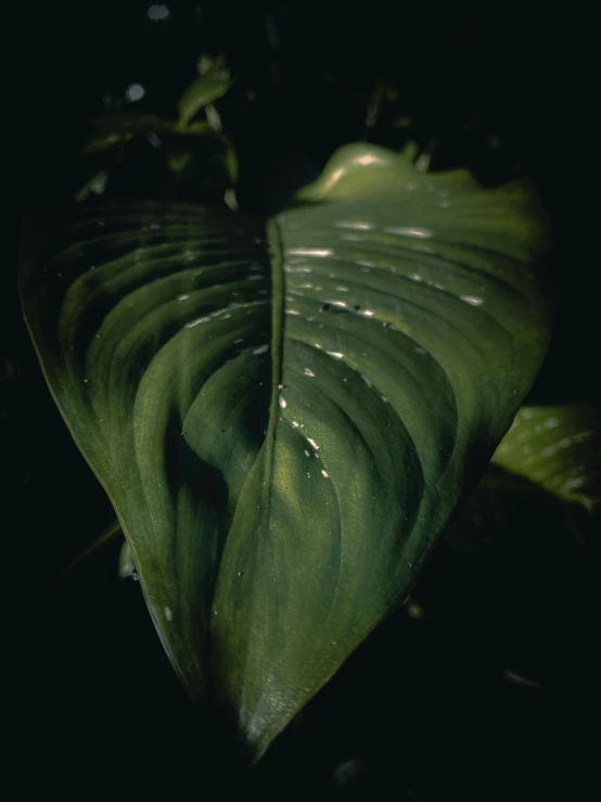 a close up of a green leaf with drops of water on it