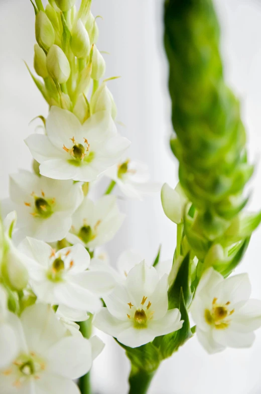 a closeup of some white flowers and leaves