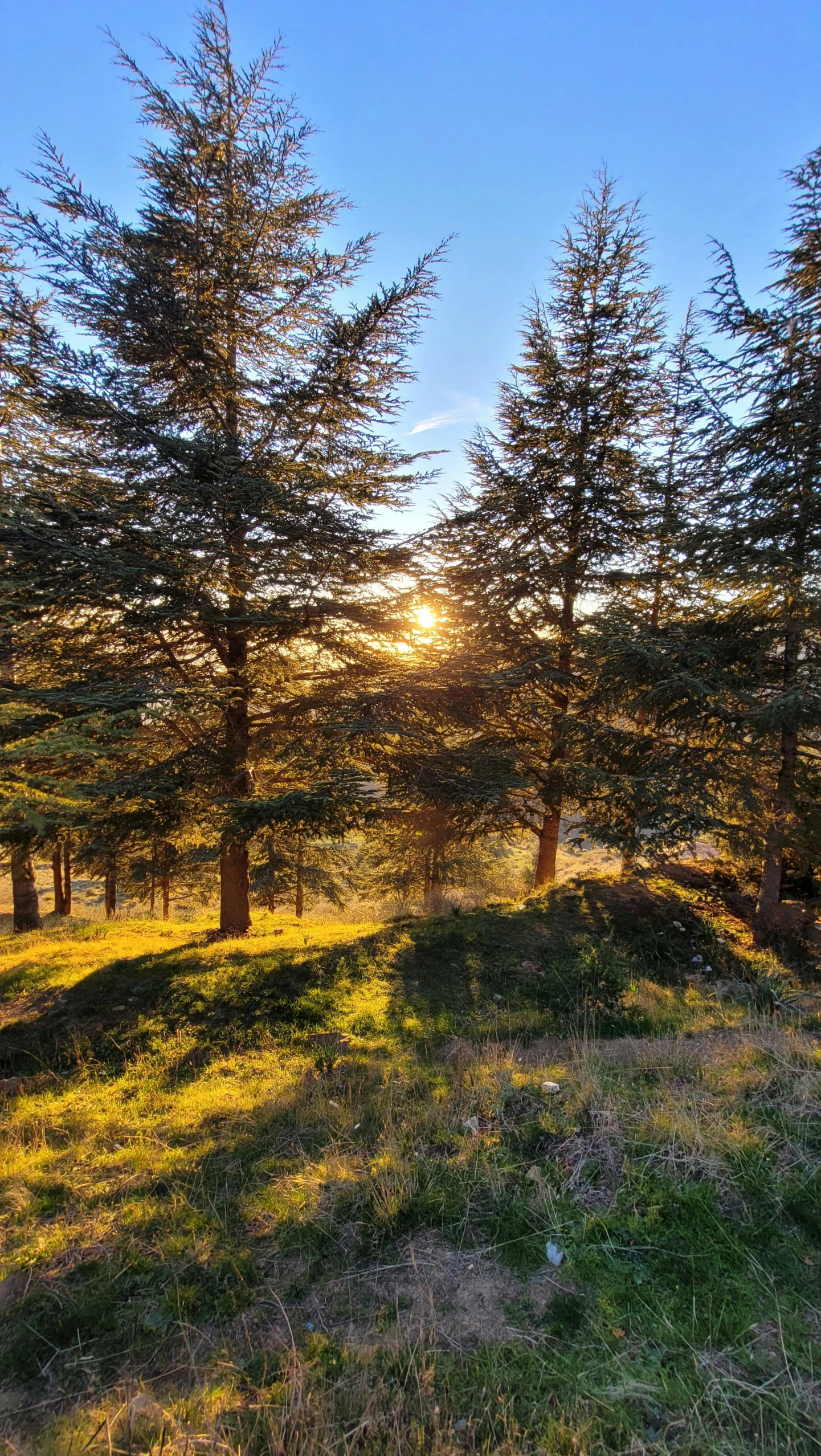 a group of trees on a grassy hillside