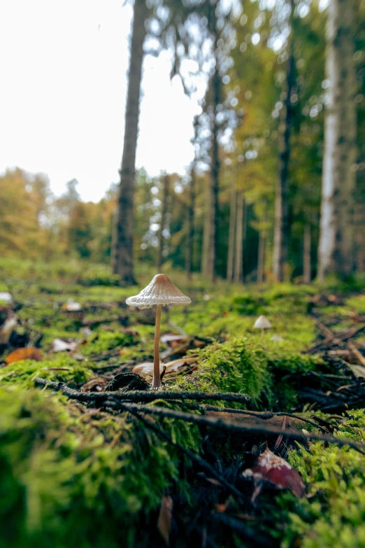 a white mushroom sits on the ground in front of moss