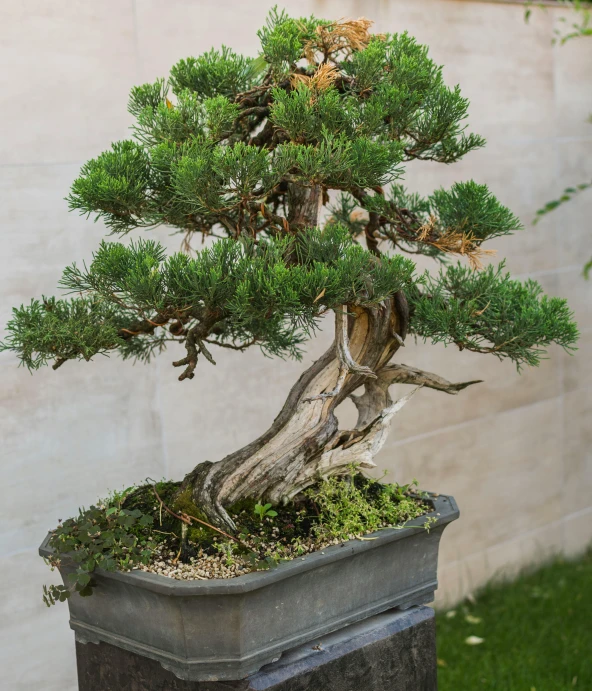 a large pine bonsail in a metal box