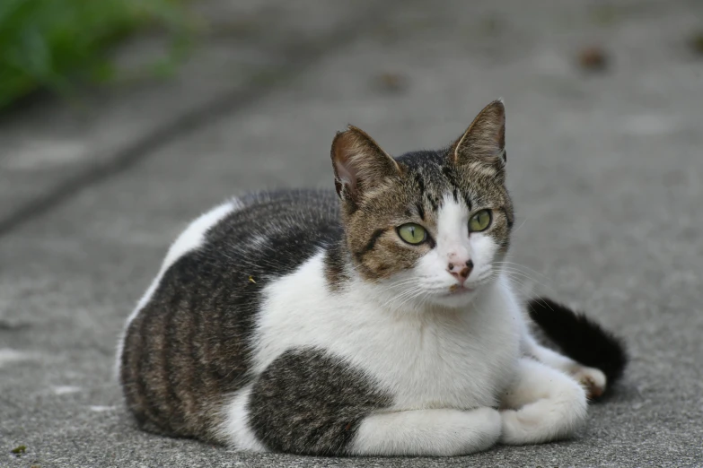 a cat sitting on the ground looking straight ahead