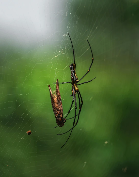 a spider on the side of its web with another spider sitting nearby