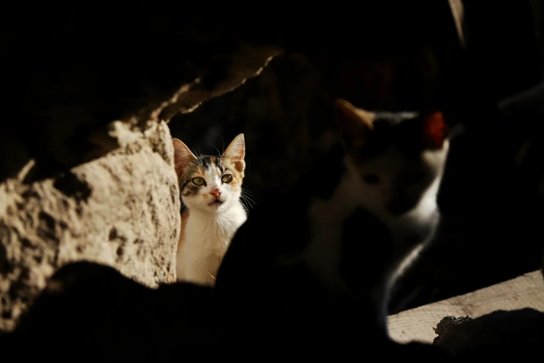 a cat standing next to another cat behind it