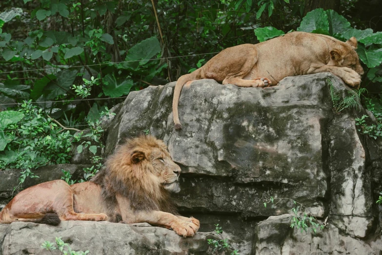 two lions relaxing and sitting on top of rocks