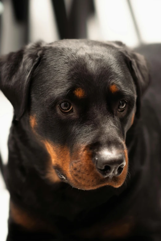 a black and brown dog looking off into the distance