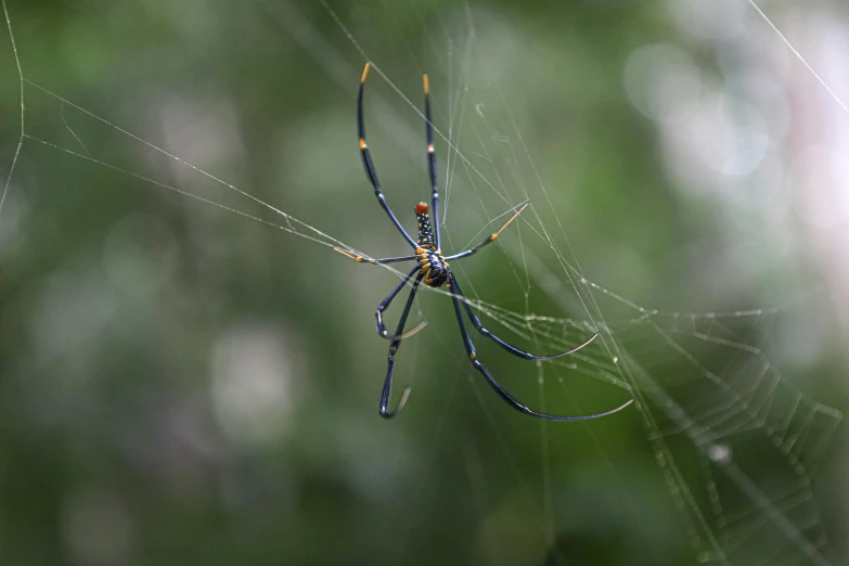 a large blue and yellow spider with a red spot on its back