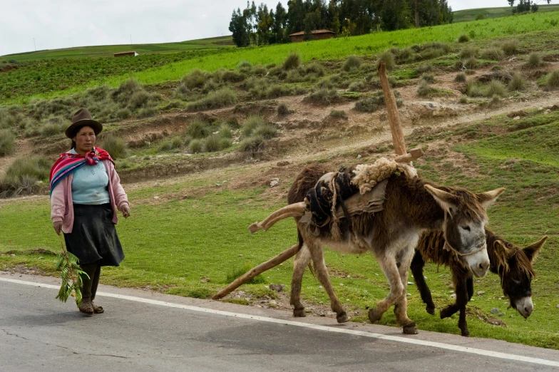 two horned donkeys cross the street as a lady walks down the sidewalk