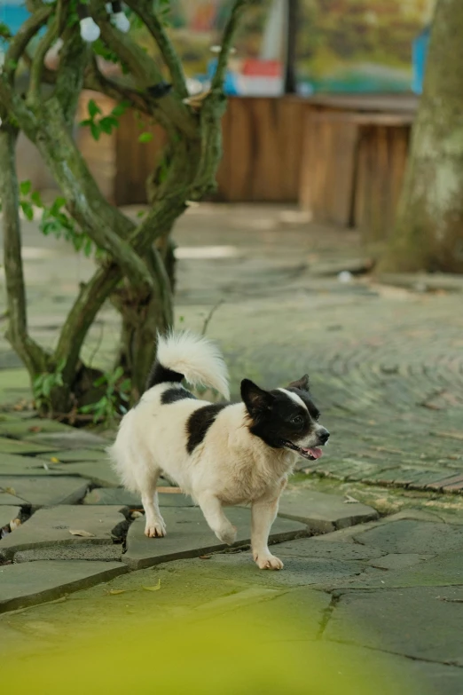 the small dog is walking down the cobblestone path