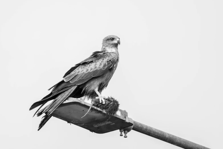 a black and white image of a falcon perched on a lamp post
