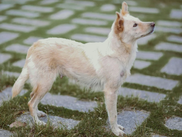 a dog looking at the grass near a path