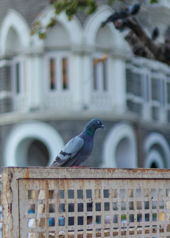 a bird is standing on an old chair outside