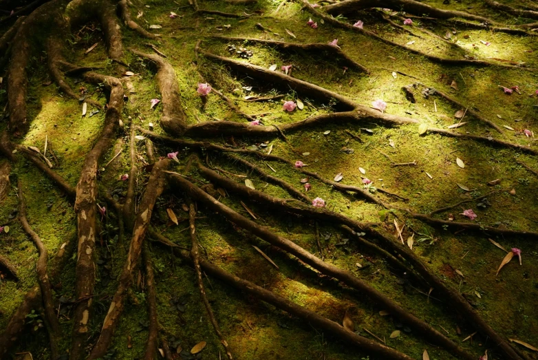 mossy ground with roots and leaves lit up at night