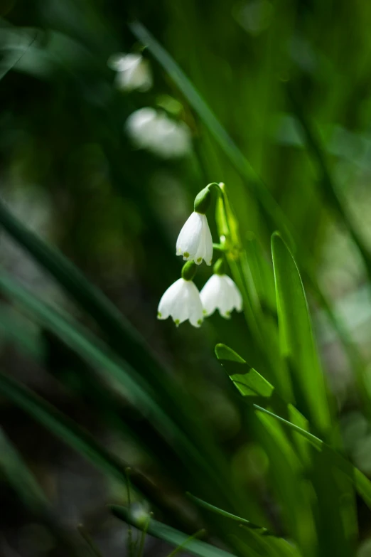 a close up of small white flowers on a green background