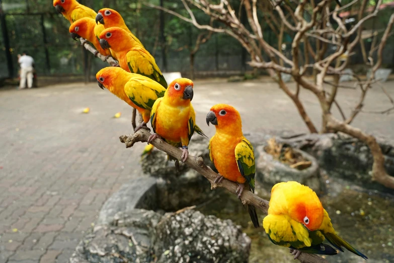 some pretty yellow birds perched on a tree