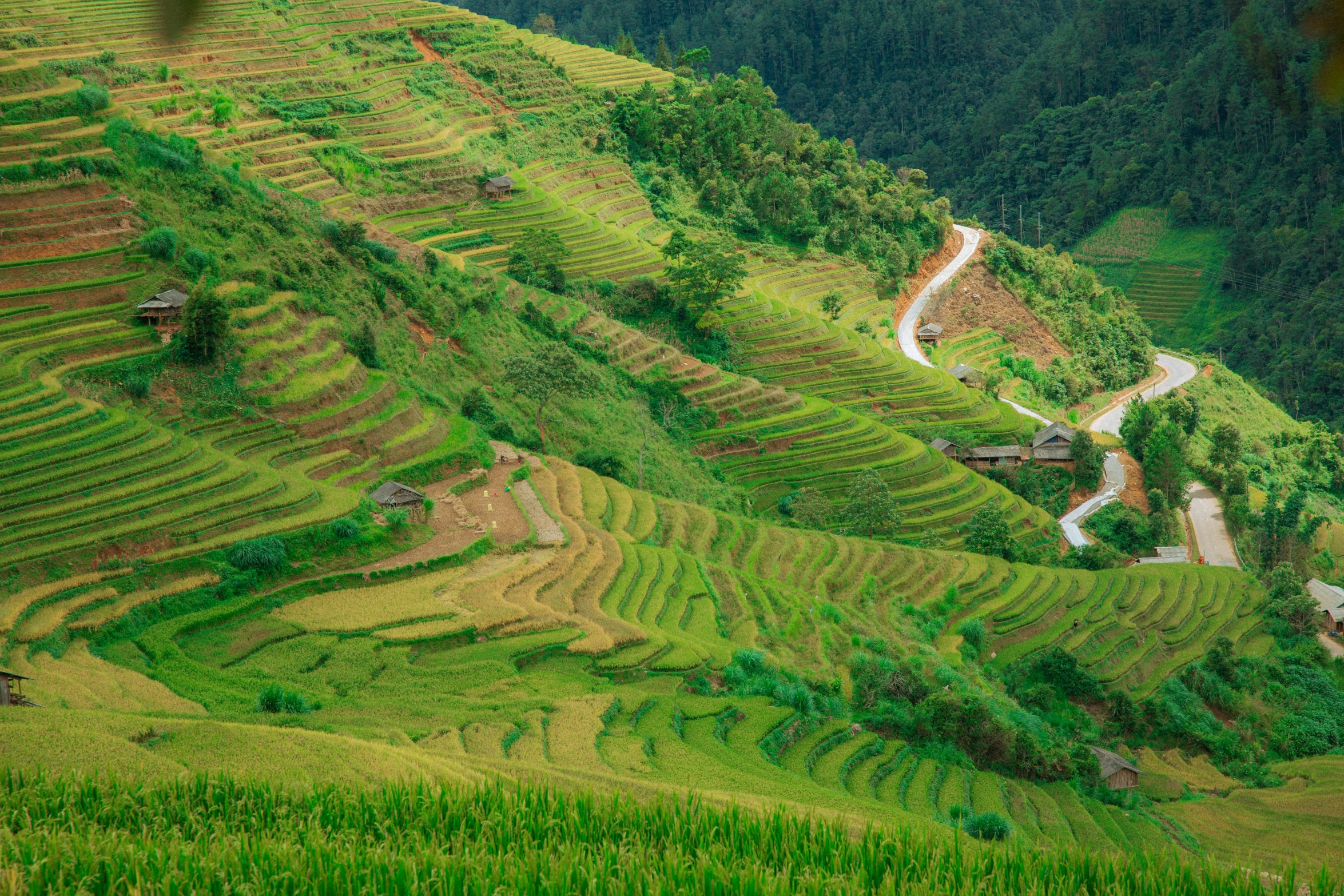 the terraced terraces of the mountains of rice