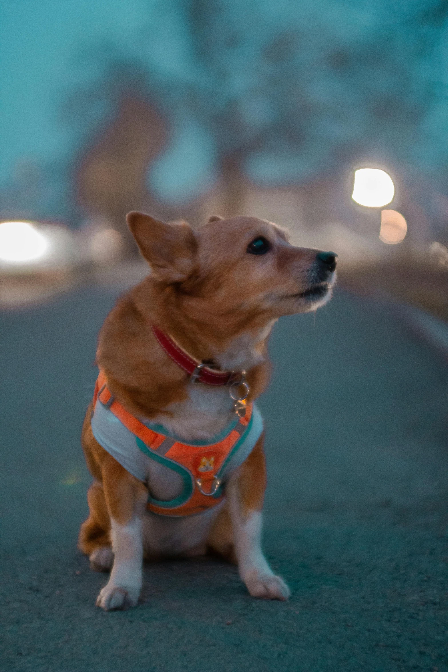 a small dog is wearing a harness on the sidewalk