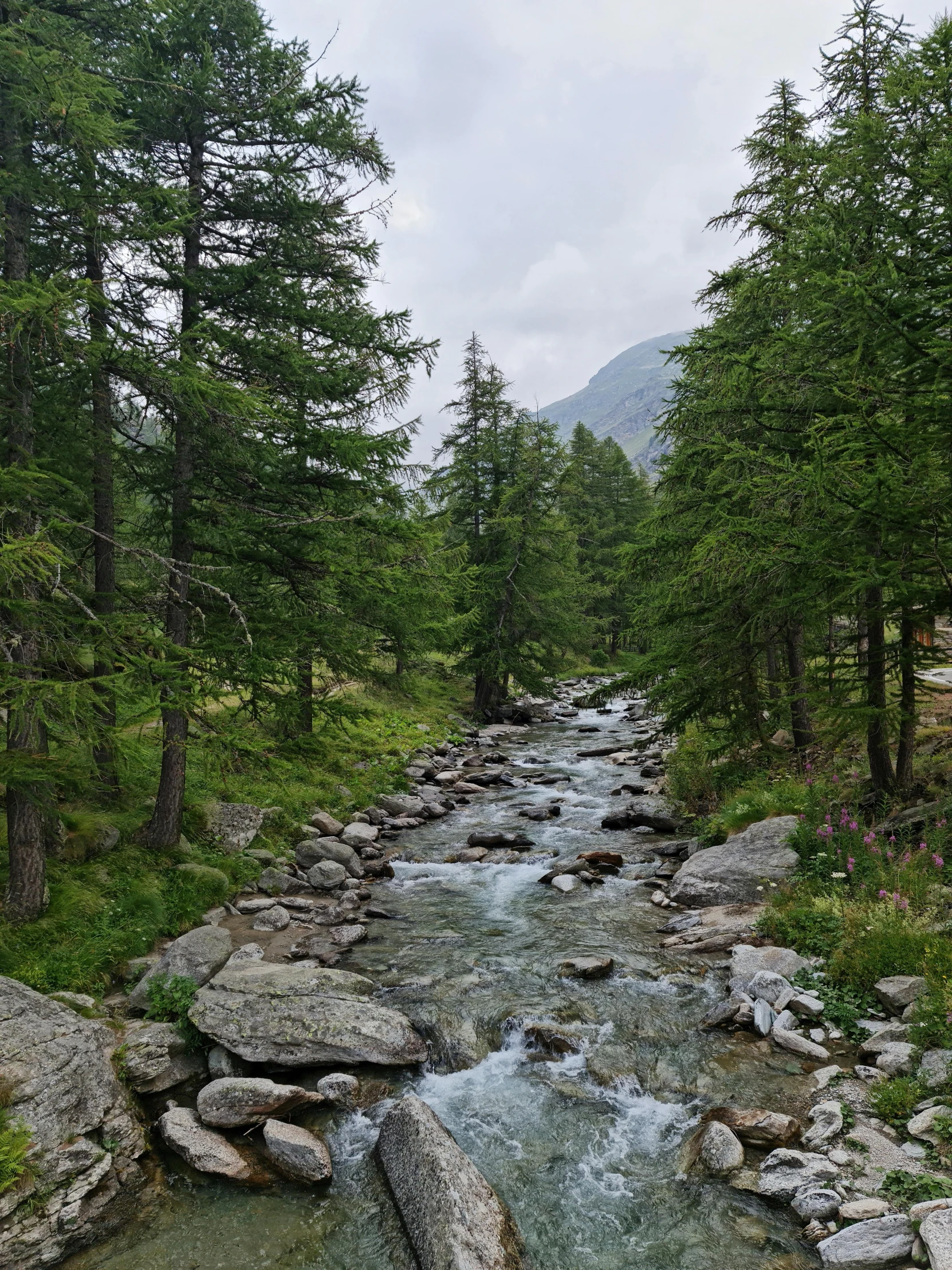 a rocky river surrounded by trees and greenery