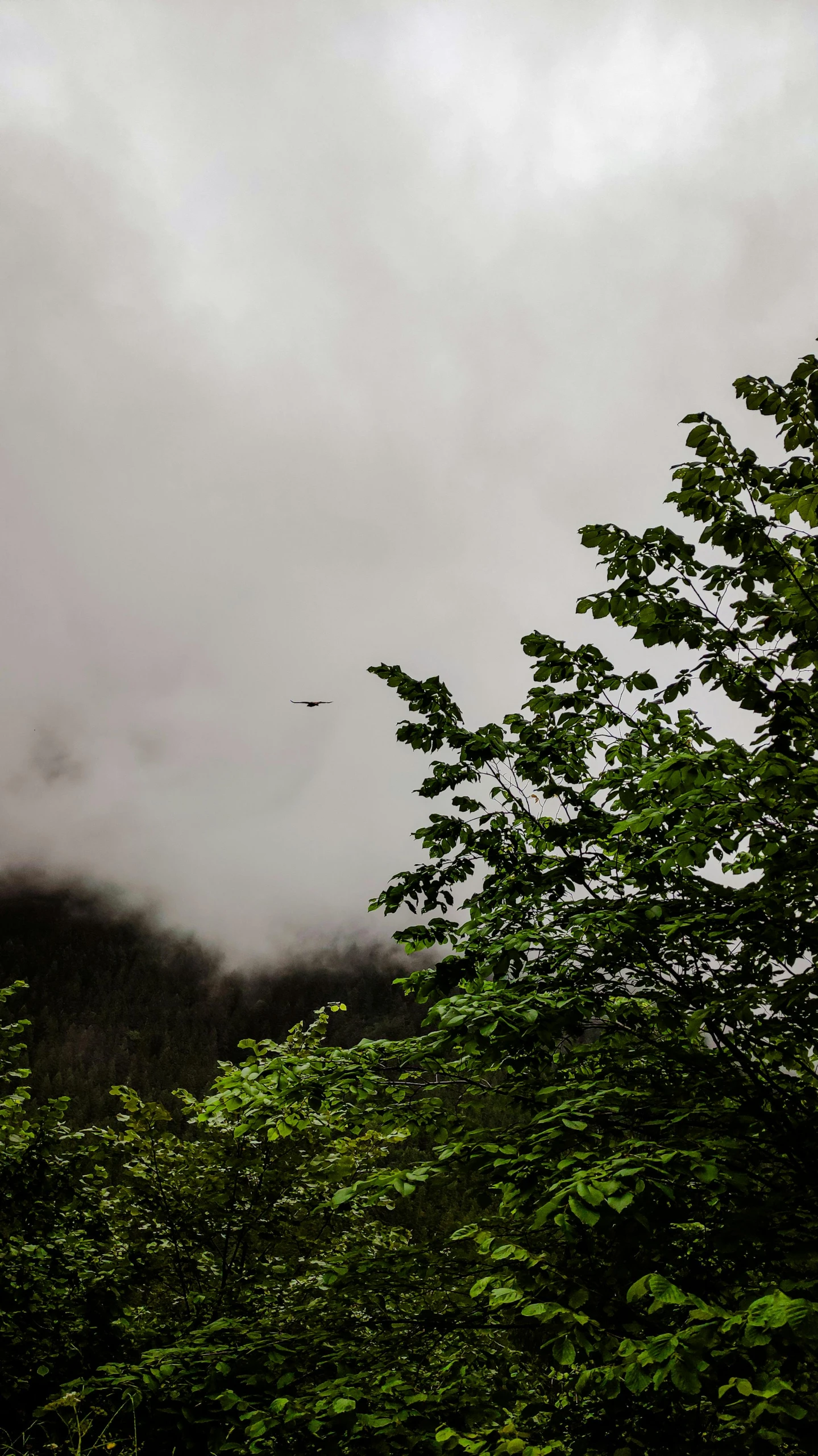 trees and bushes stand beneath the sky with low clouds