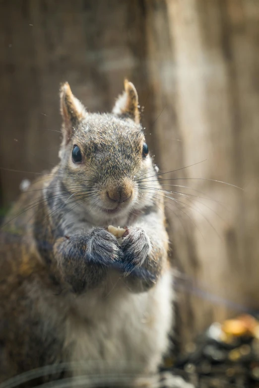 a close up of a squirrel in front of a rock wall